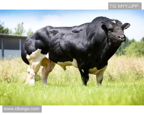 你不知道的公牛：揭秘十大鲜为人知的冷知识和有趣事实